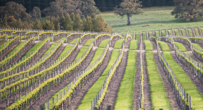 Thorn Clarke Wines | Halliday Wine Companion